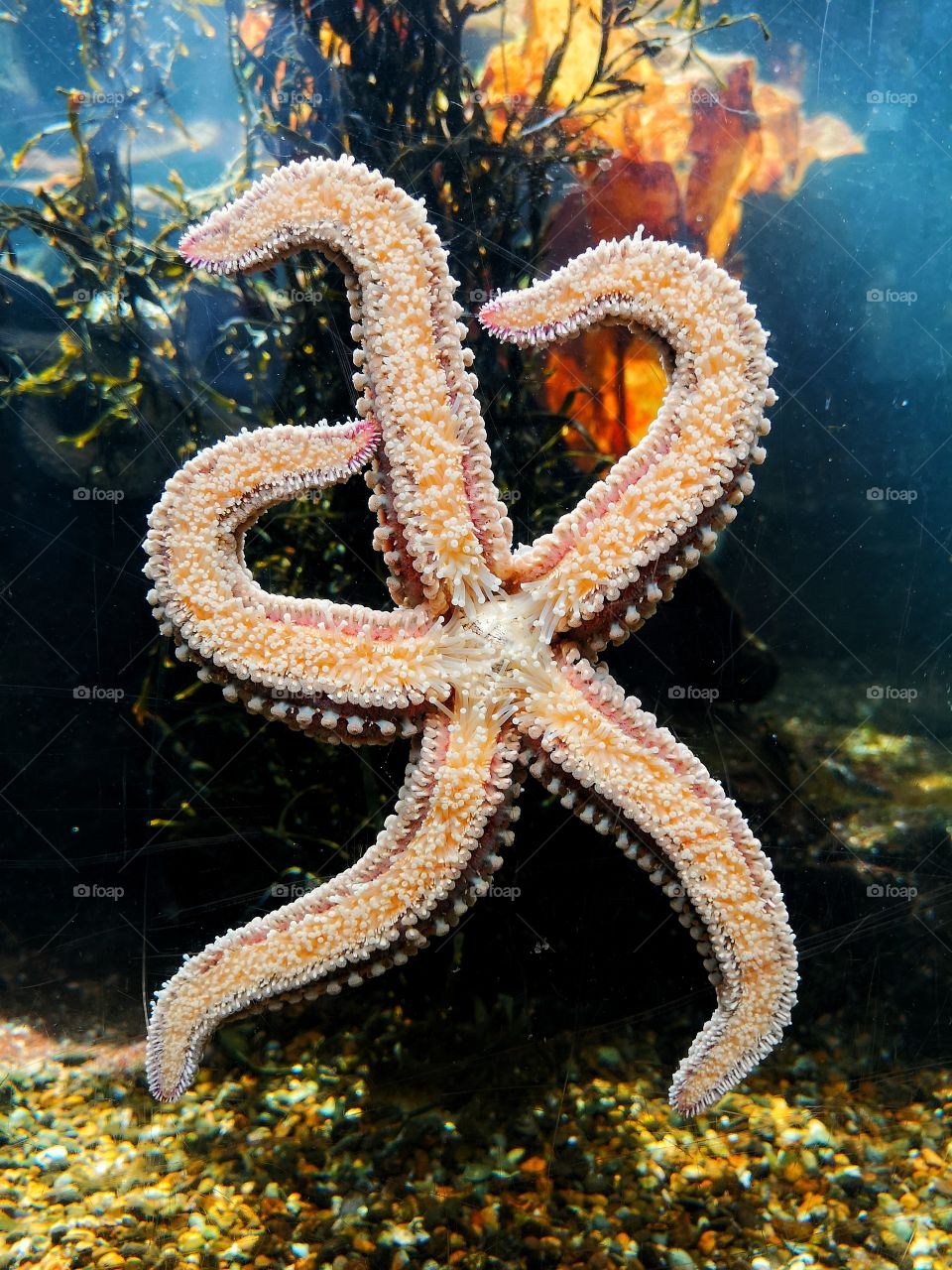 Starfish in NMA flexing it's muscles