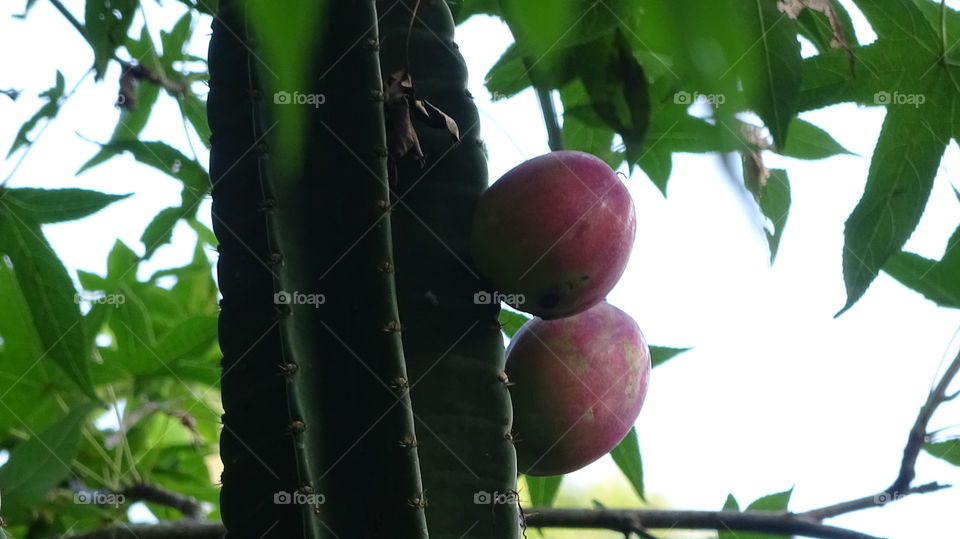 Nature, Fruit, Tree, No Person, Leaf