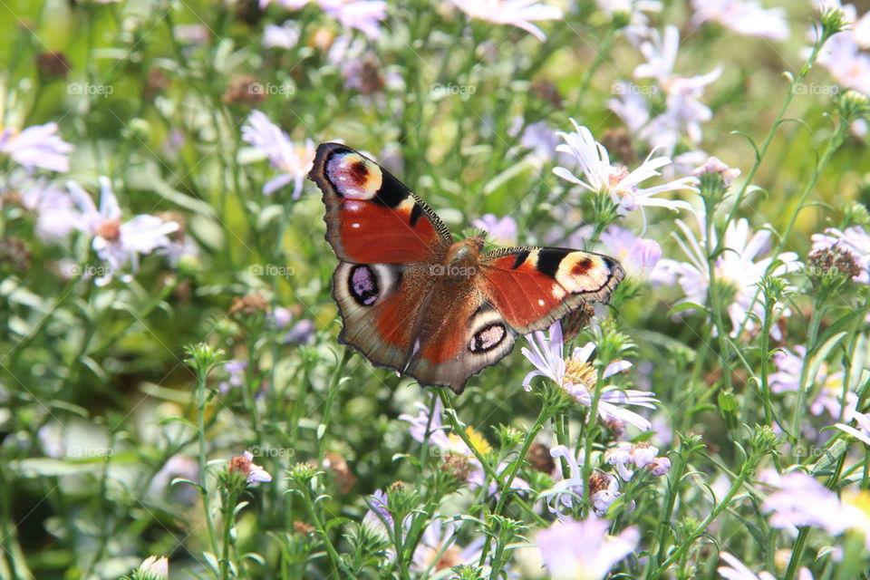 Butterfly in flowers 