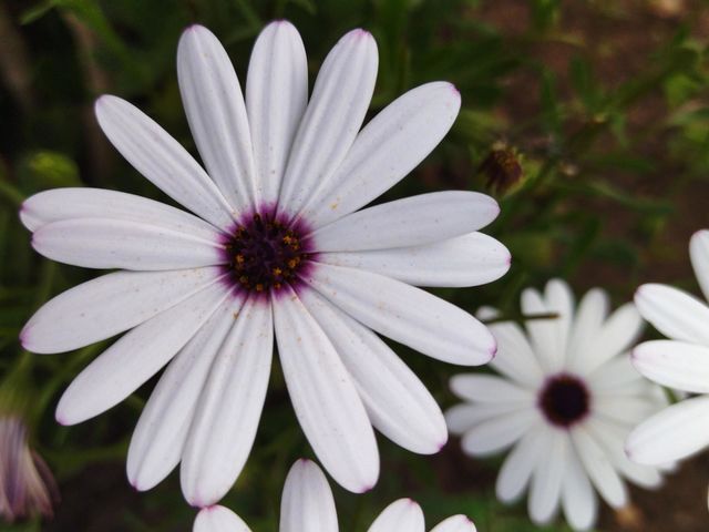 white flower