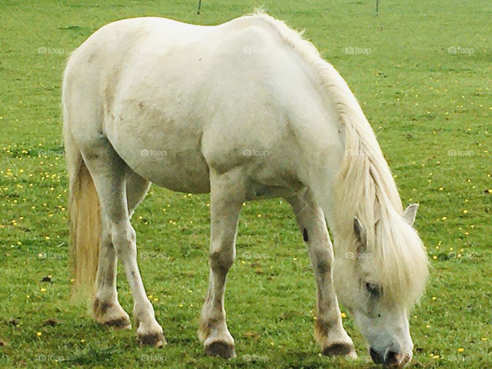 A close up of a white horse grazing in the English Countryside. 