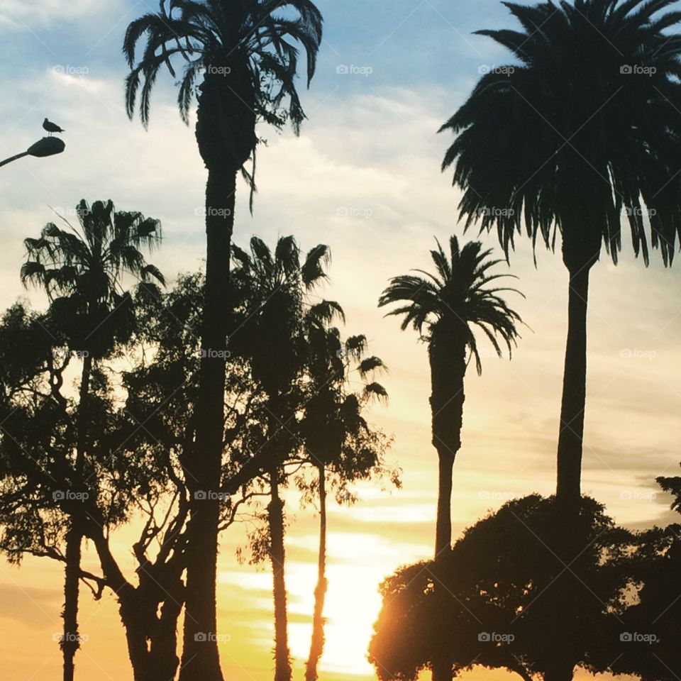 Palms in Santa Monica