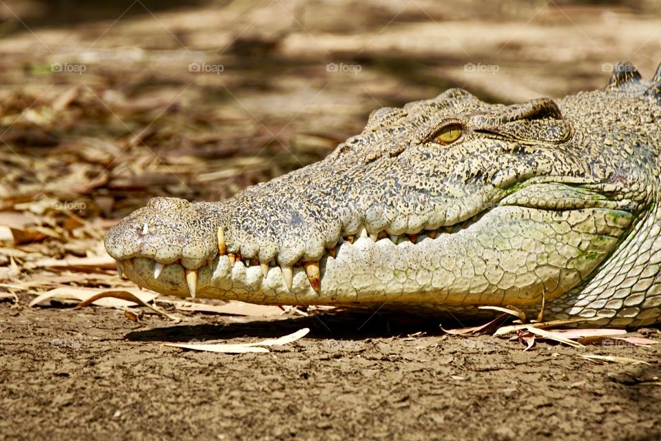 Saltwater crocodile