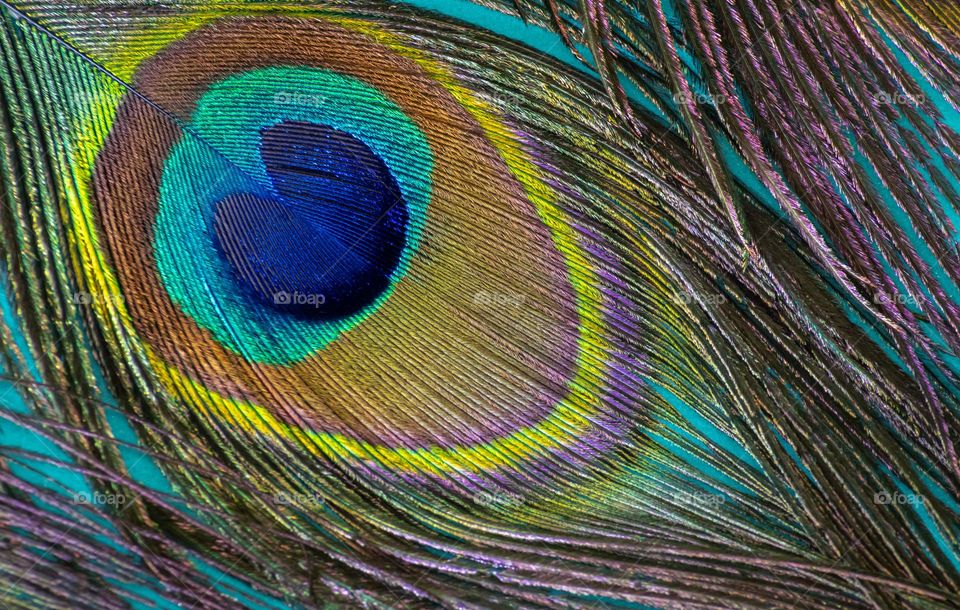 Close up of a peacock feather against a turquoise background 