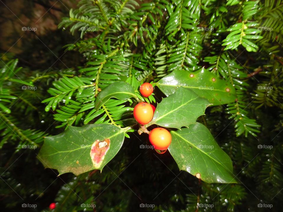 Parc de Mariemont , la Louvière