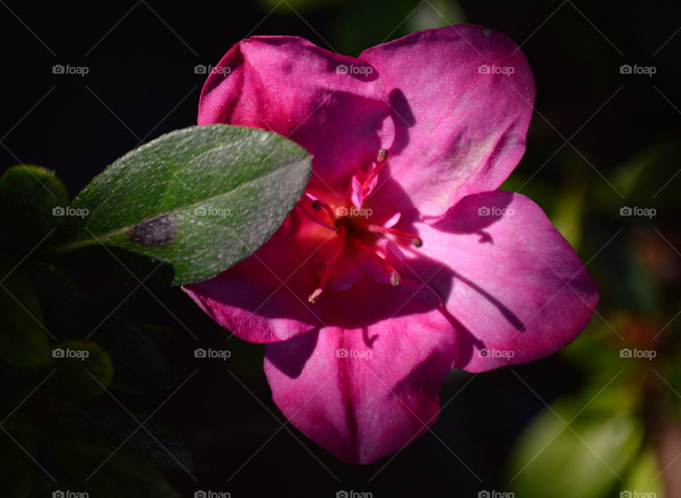 portrait of a beautiful flower