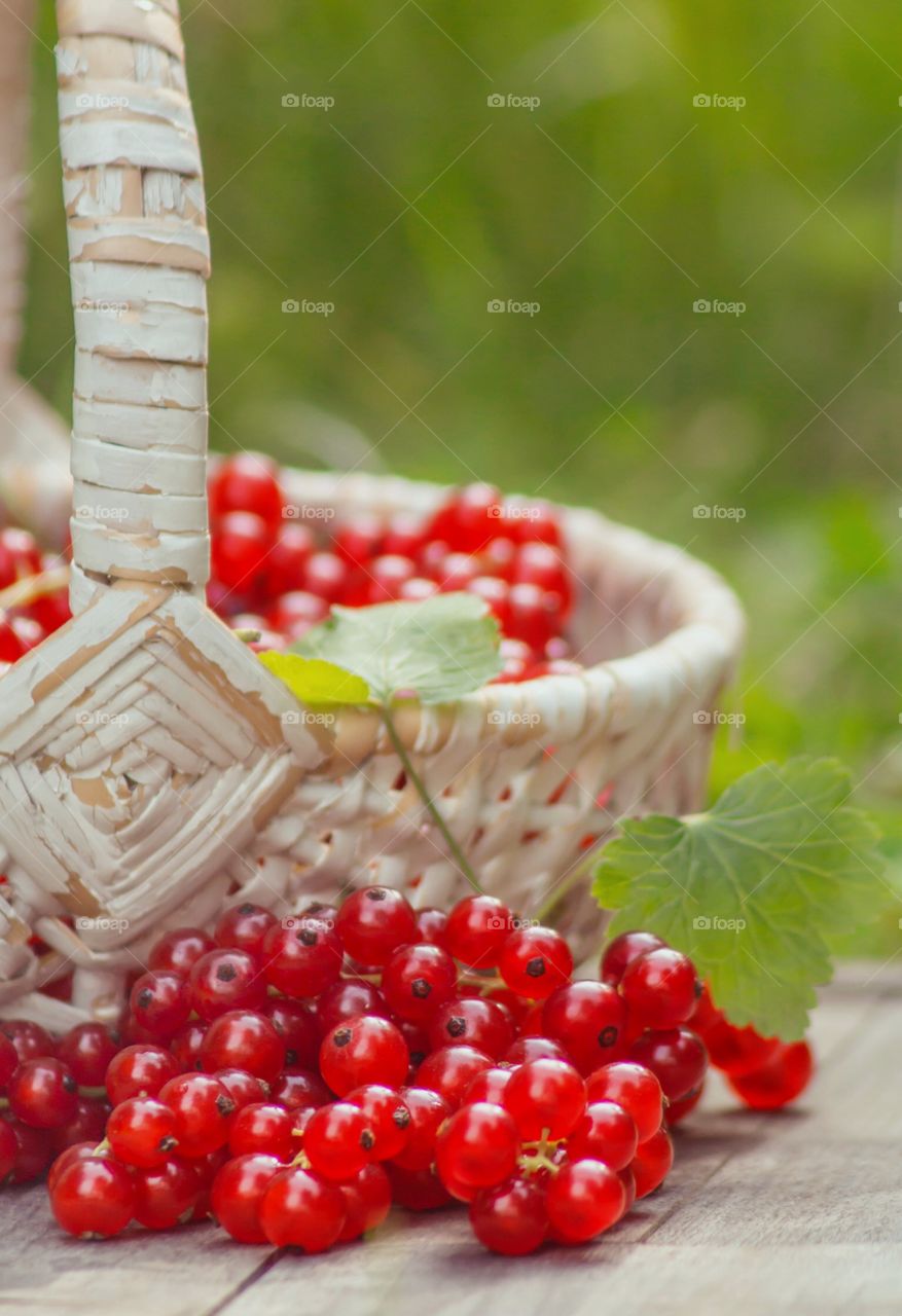 Current berries in their harvest basket on garden background 