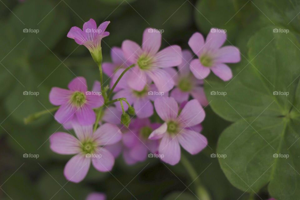 Wild flowers, tiny, pinkish, closeups and beautiful