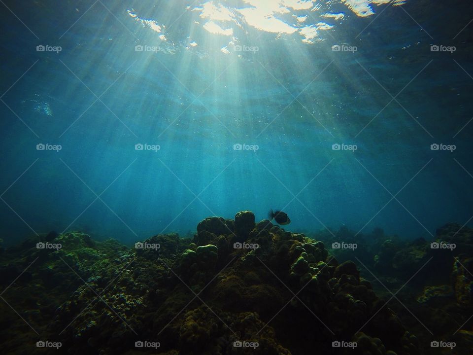 Underwater, Sea, Ocean, Water, Coral