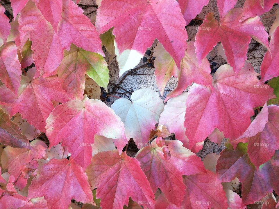 red leaf in autumn season