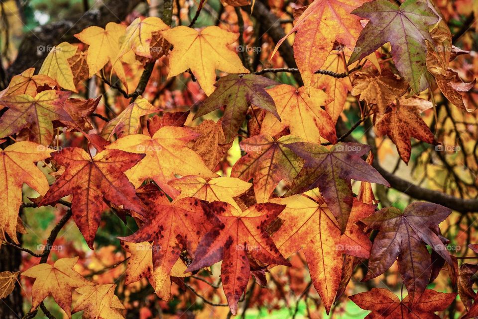 American sweetgum leaves changing colour in the autumn