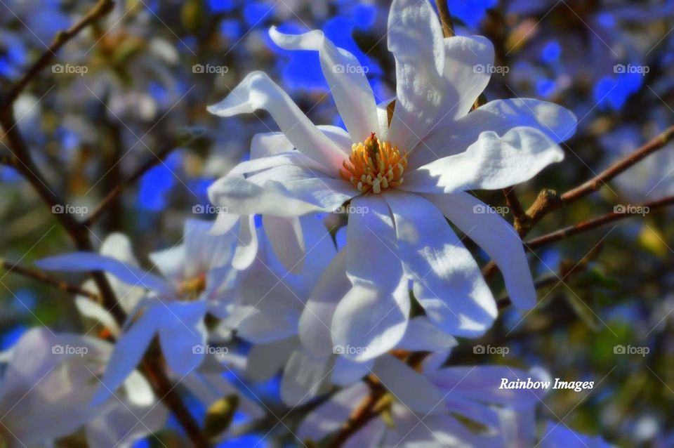 White Azalea