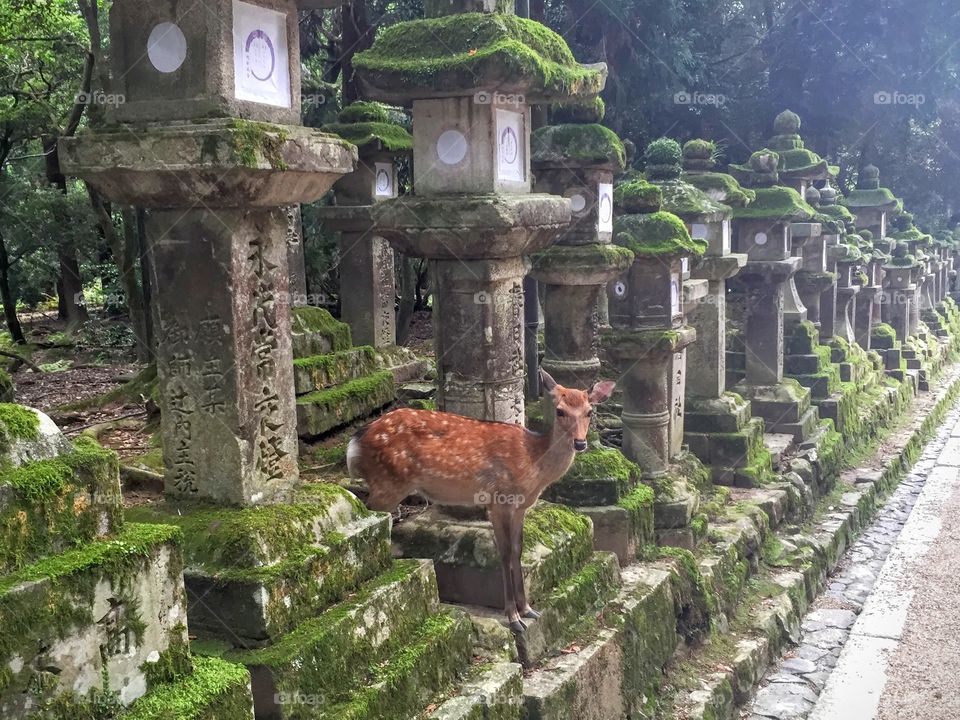 Wild deer in Nara, Japan. Wild deer between Buddha statues in Nara, Japan