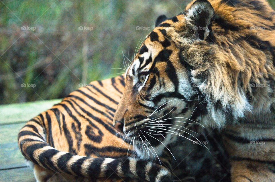 Tiger in deep thought