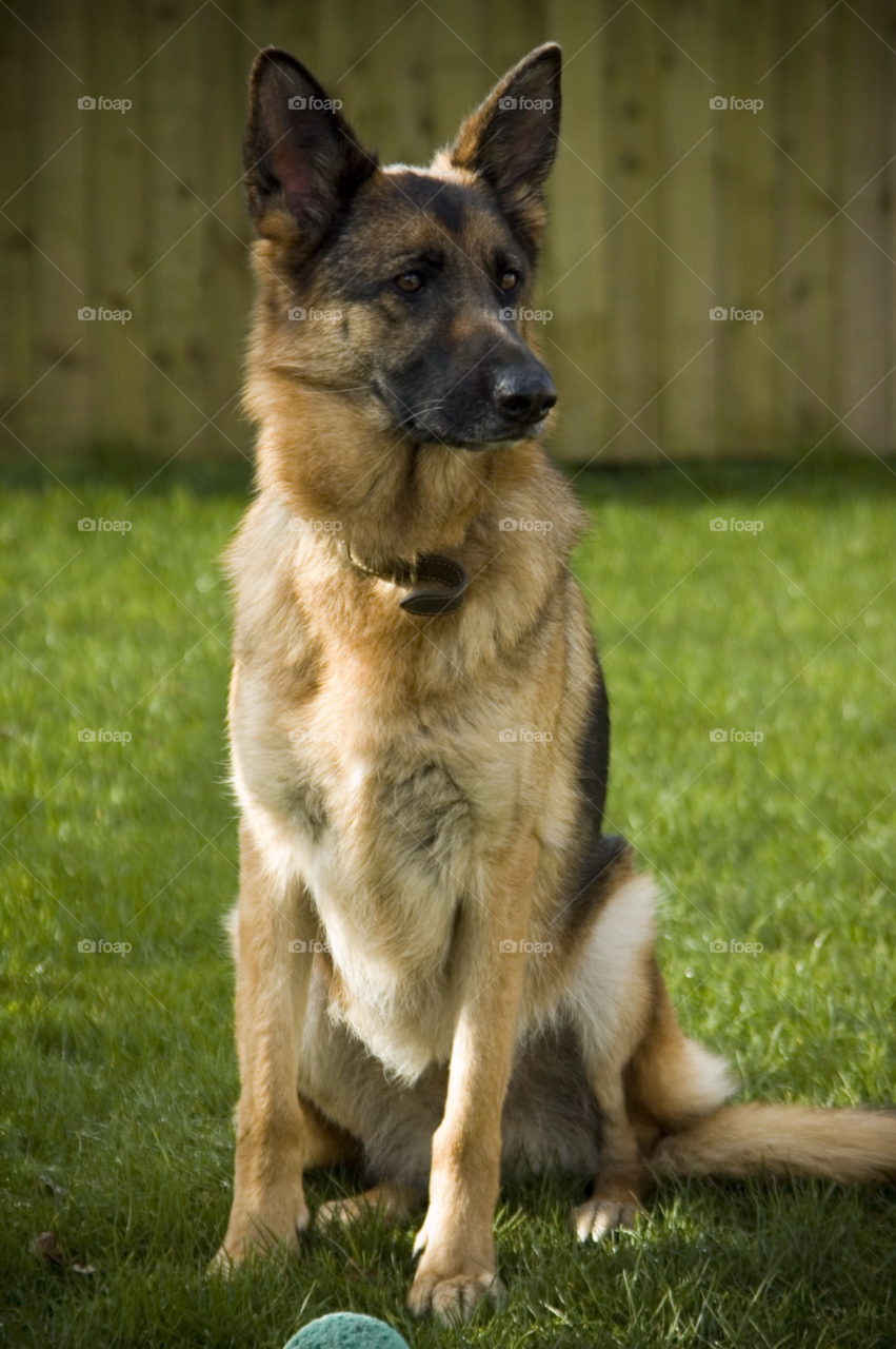 dog proud german shepherd alsatian by Dario_Orlando_13