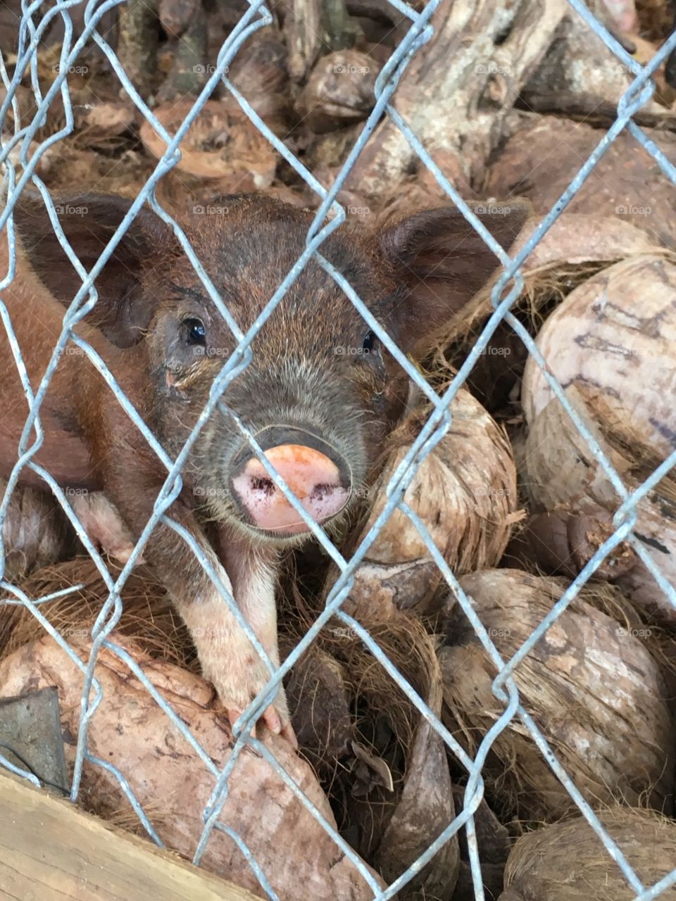 Portrait of a piglet in cage