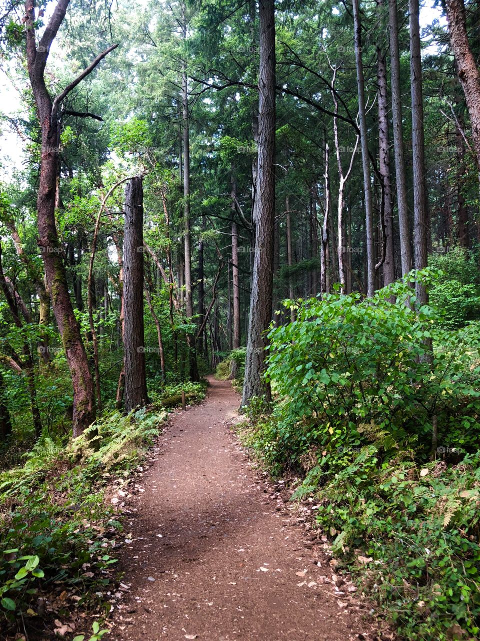 Wood Tree Nature Trail Hike Path
