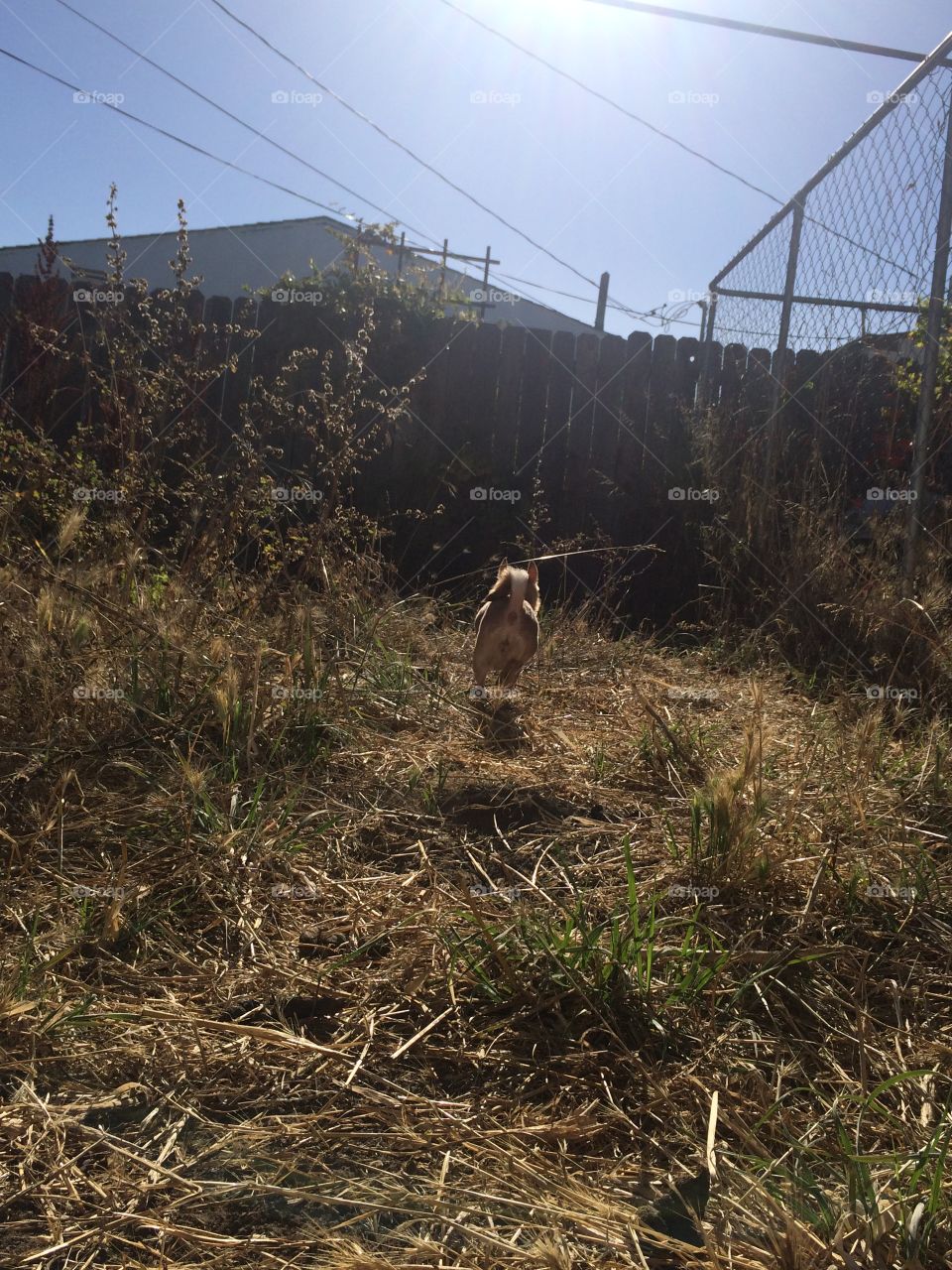 Kahlua running in the backyard