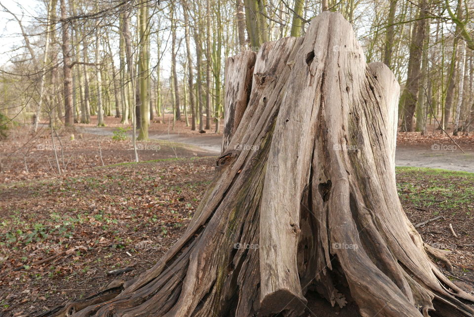 Tree trunk in Antwerp park