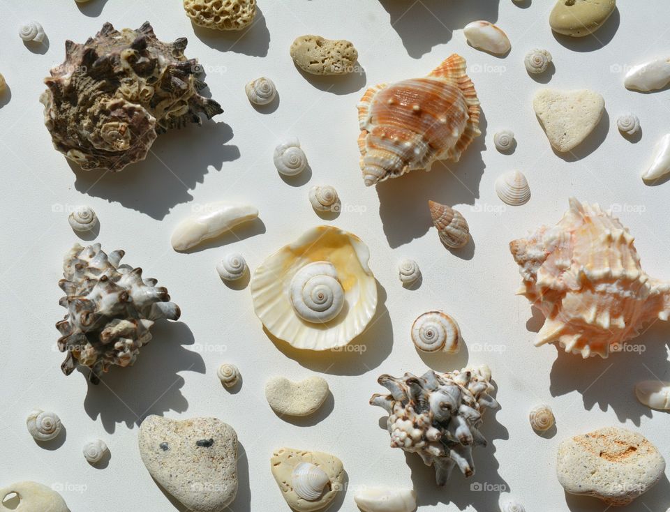 Studio shot of seashell