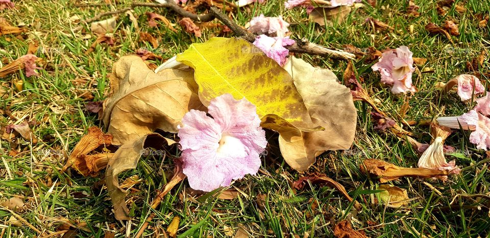 leaves and withered flowers