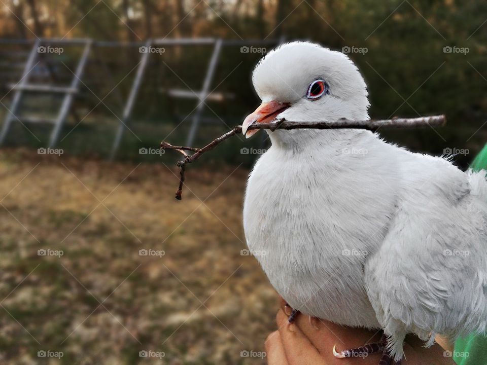 White dove carrying a stick