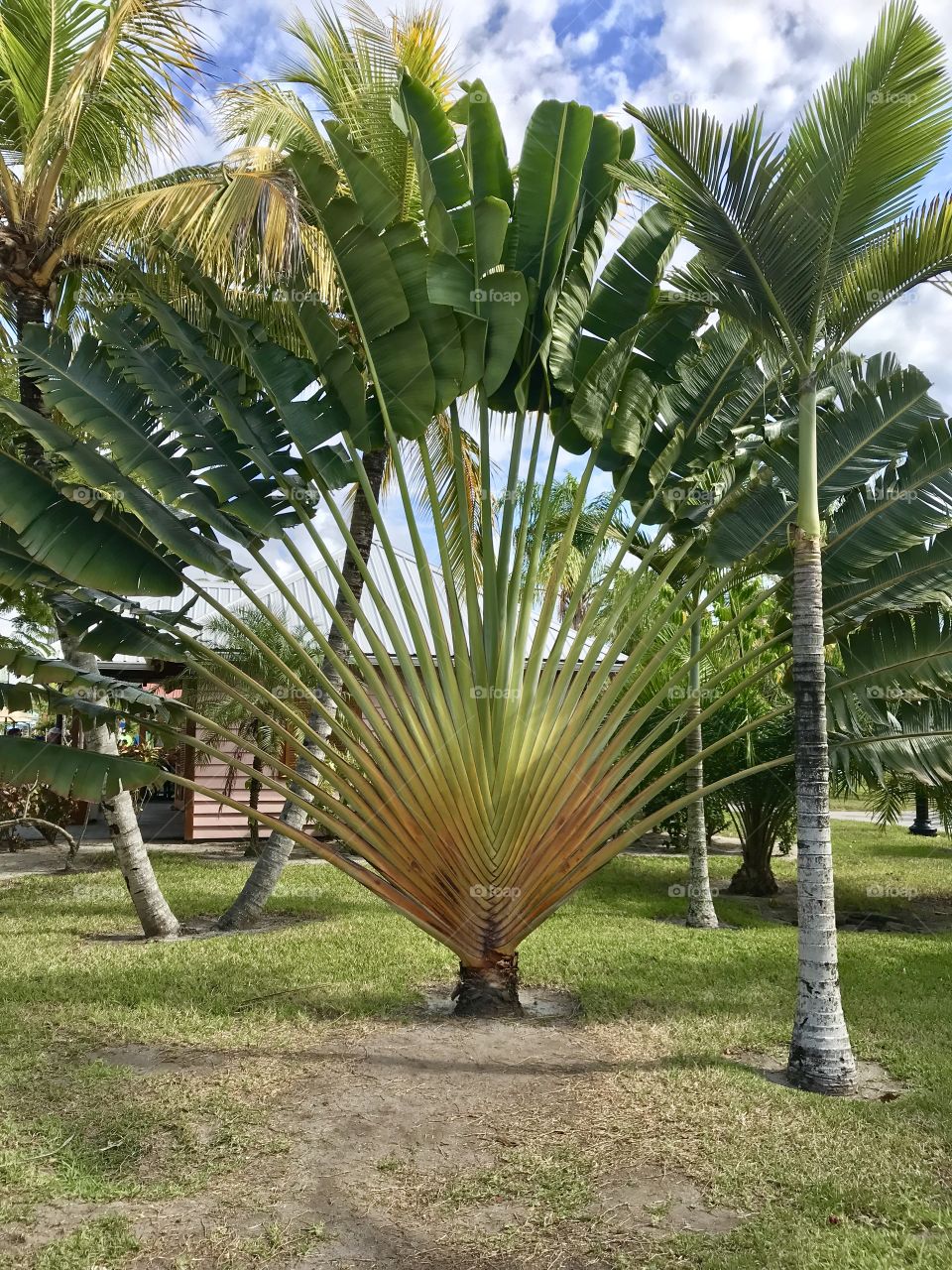 Palm tree on Belize