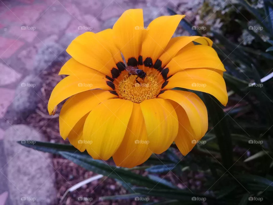 Beautiful Orange flower 