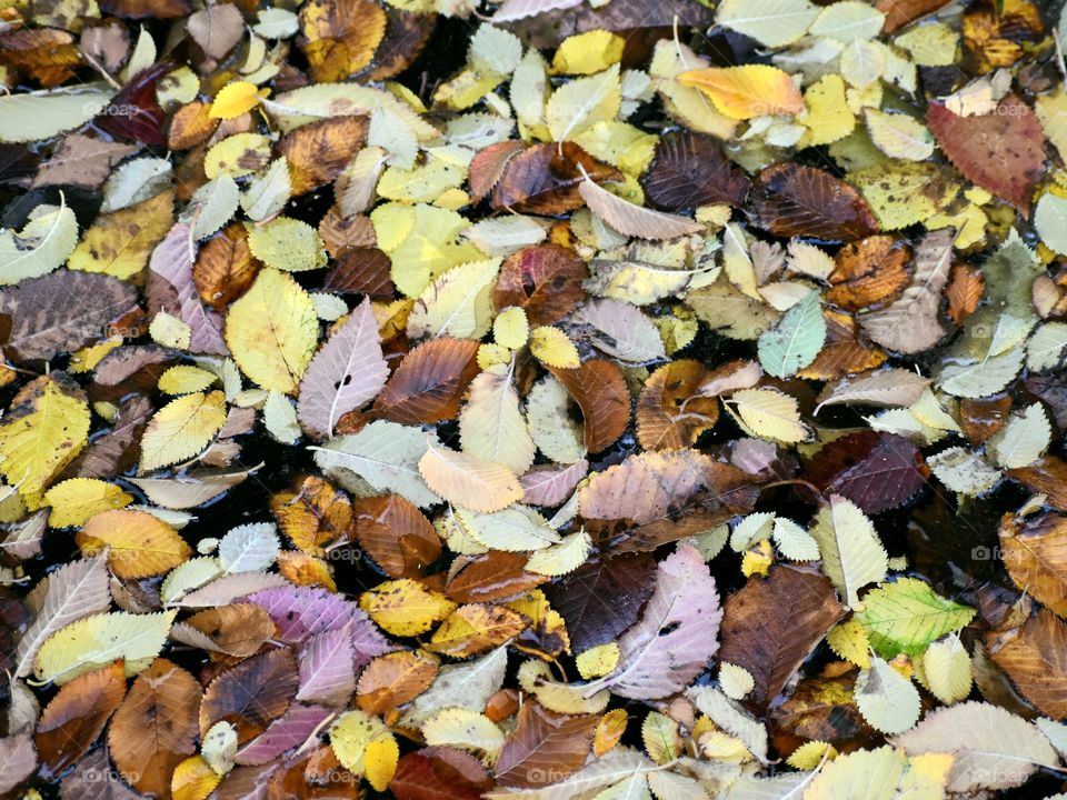 Autumn leafs