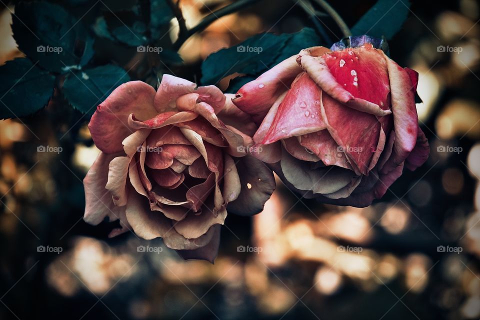 Pink roses