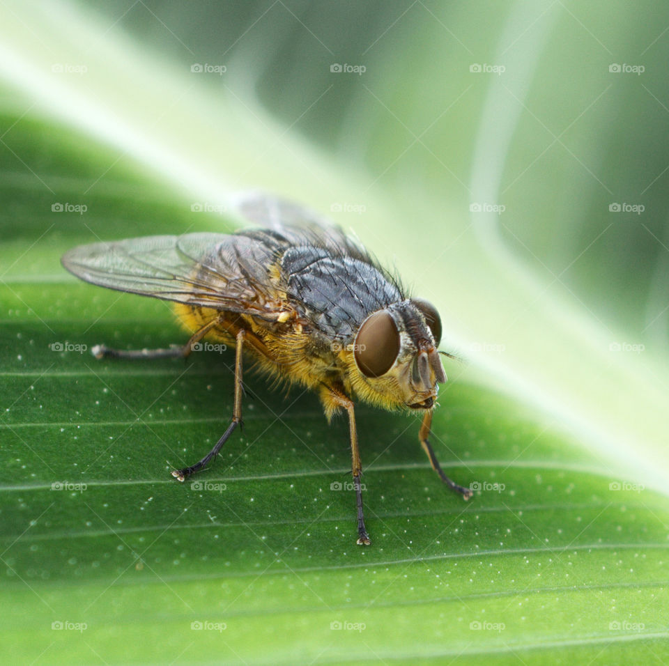 Macro photo of a fly on a green leaf