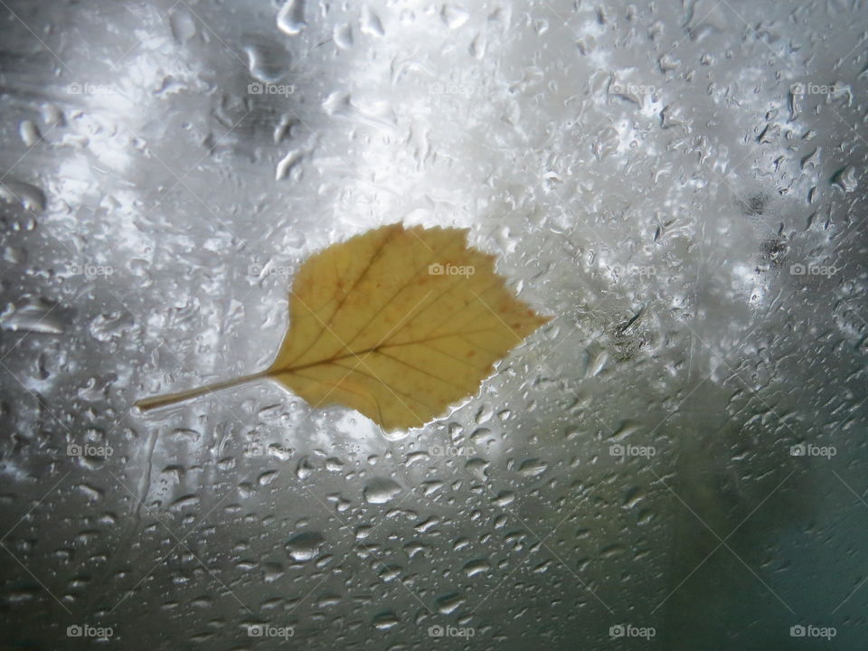 Yellow leave sticking to the window because of the rainy weather