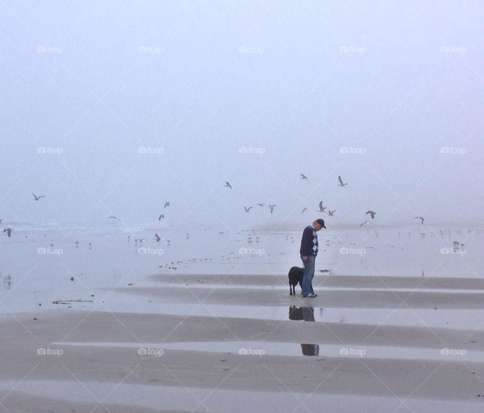 Fog and Birds