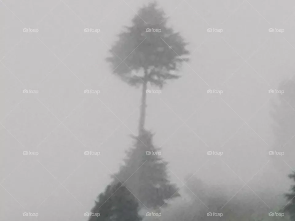 Foggy