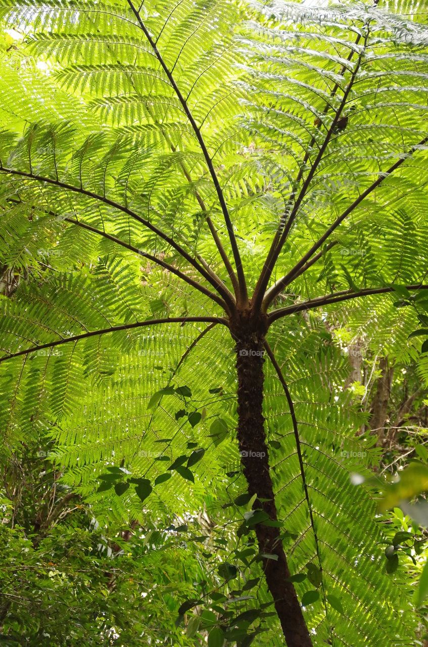 Treefern in the rainforest Far North Queensland