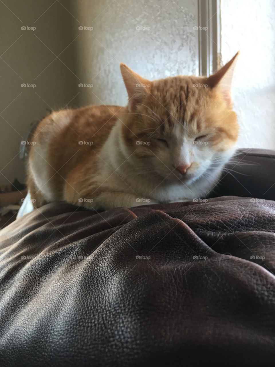 You’re making to much noise quite I’m trying to sleep by this warm window. Shh!!