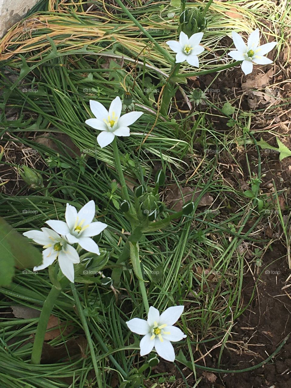 Star of Bethlehem, more blooms have come about. Everyday something new has bloomed!