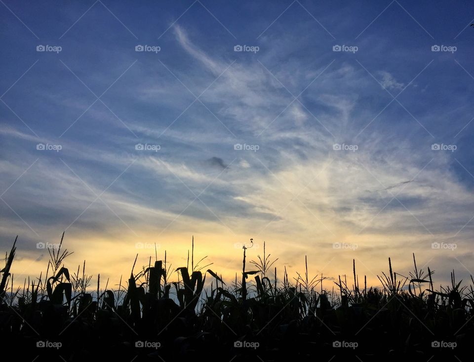 Corn field sunset
