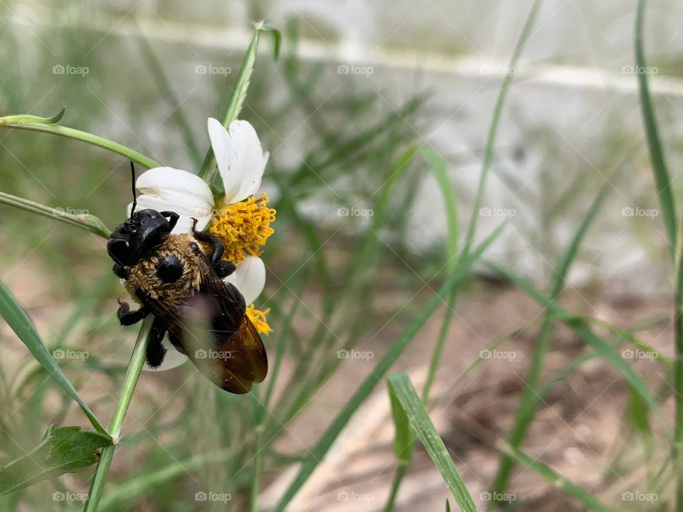 Big Friendly And Cute Fluffy Bumble Bee Drying Off On A White And Yellow Flower Starting Summer.