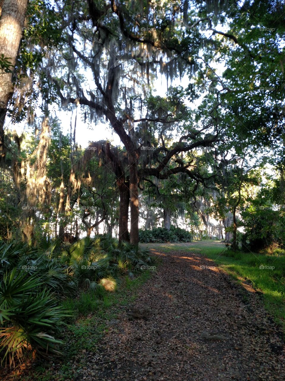 Path of Mossy Oaks