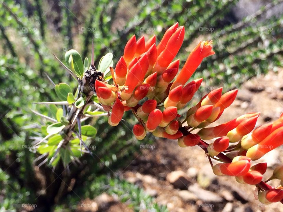 Arizona Blooming Cactus