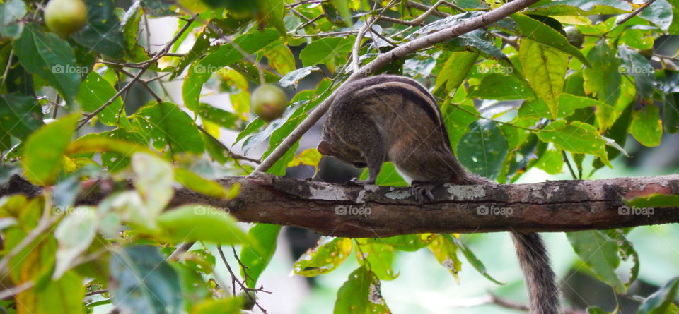 Sri Lanka Squirrel