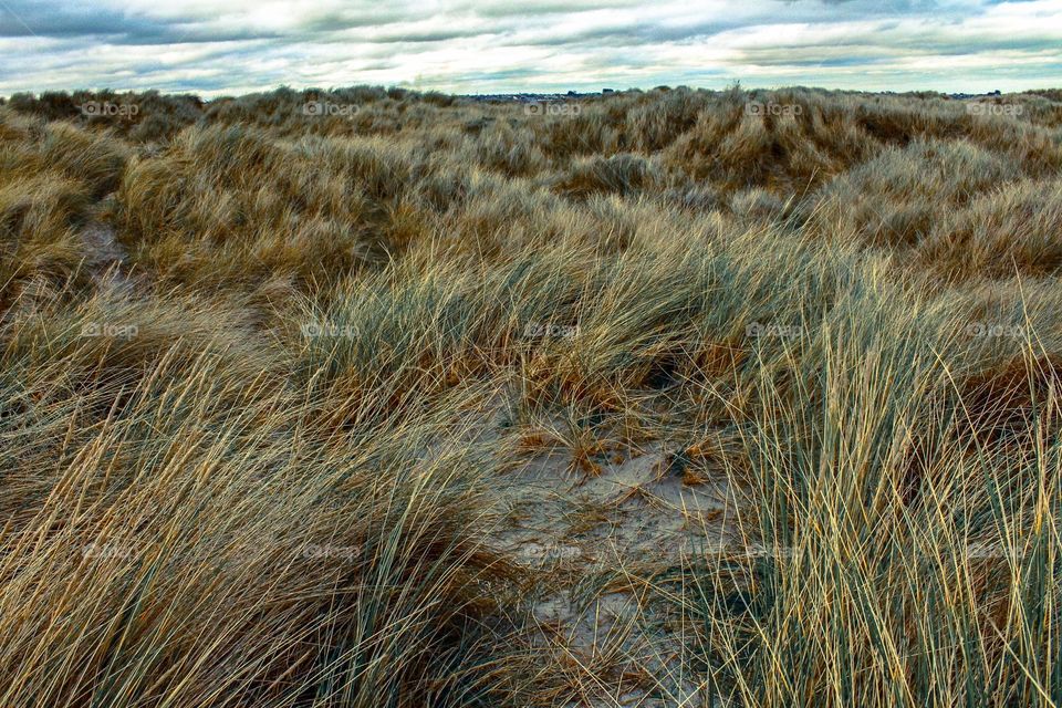 a meadow in a lonely forest