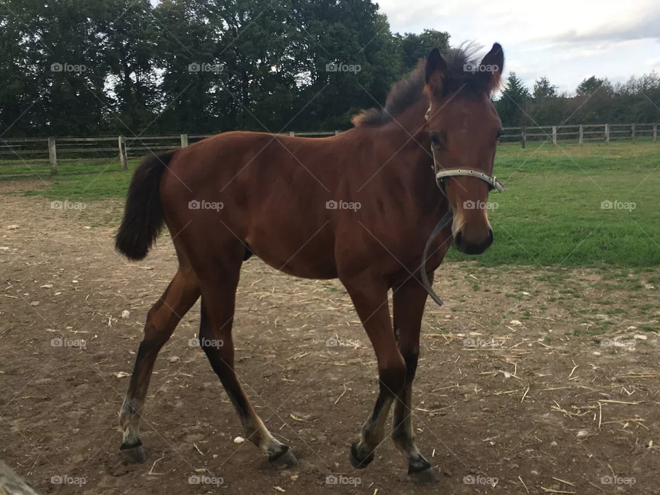 young horse loose in the meadow