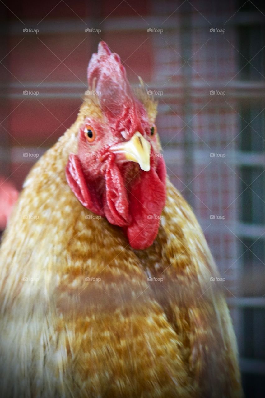 Closeup headshot of a rooster in a chicken coop enclosure