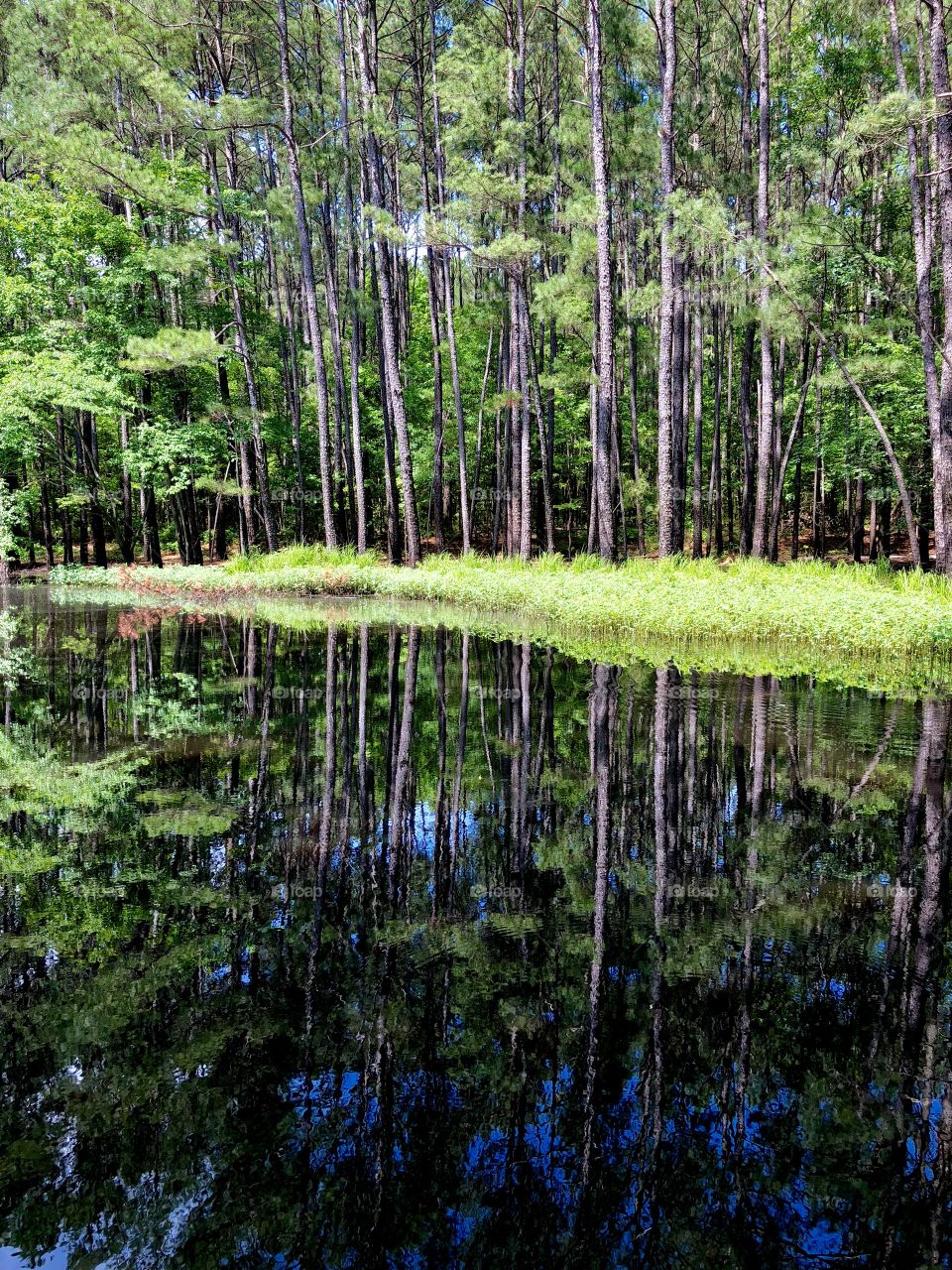 Reflection of trees in pond