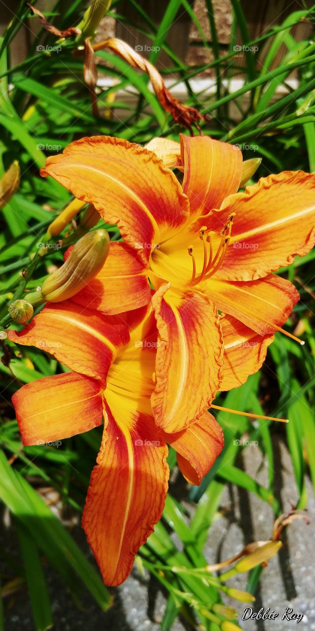 flower, orange, beautiful,