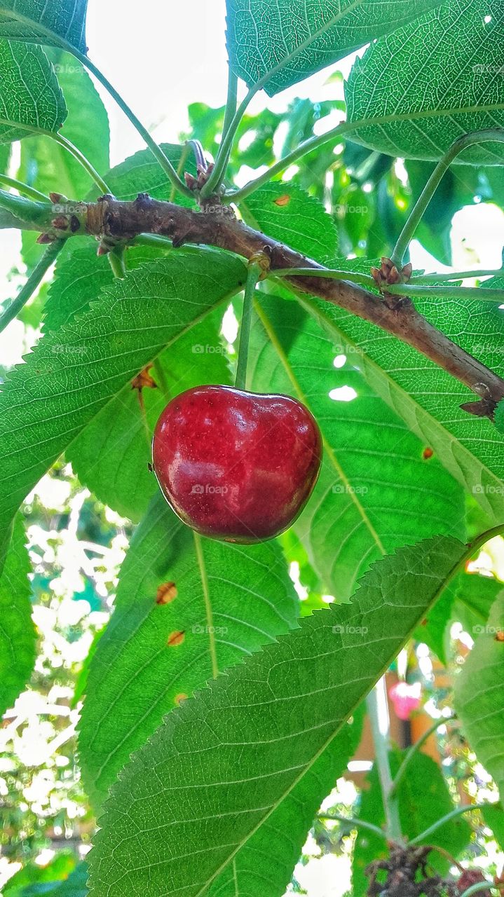 Cherry fruit