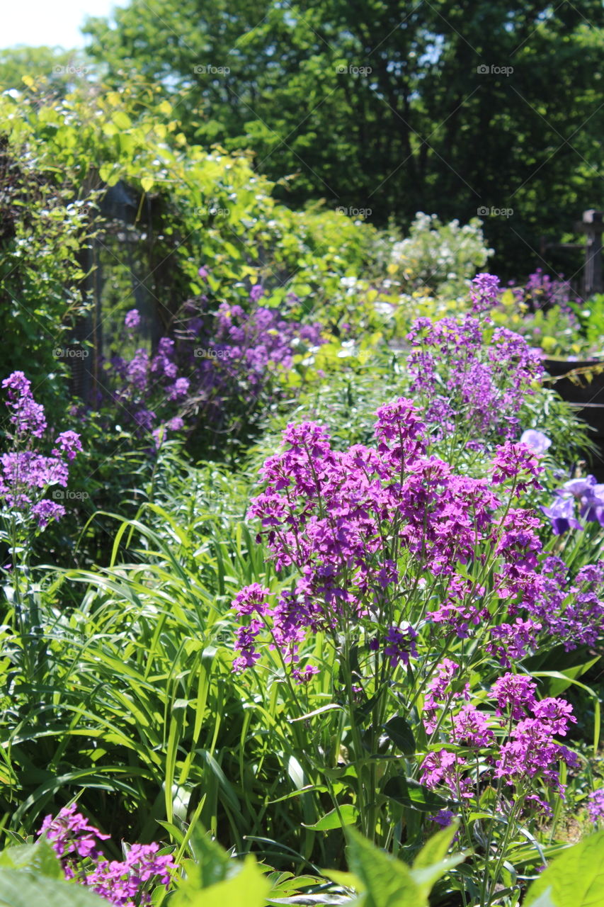 Flower Garden 