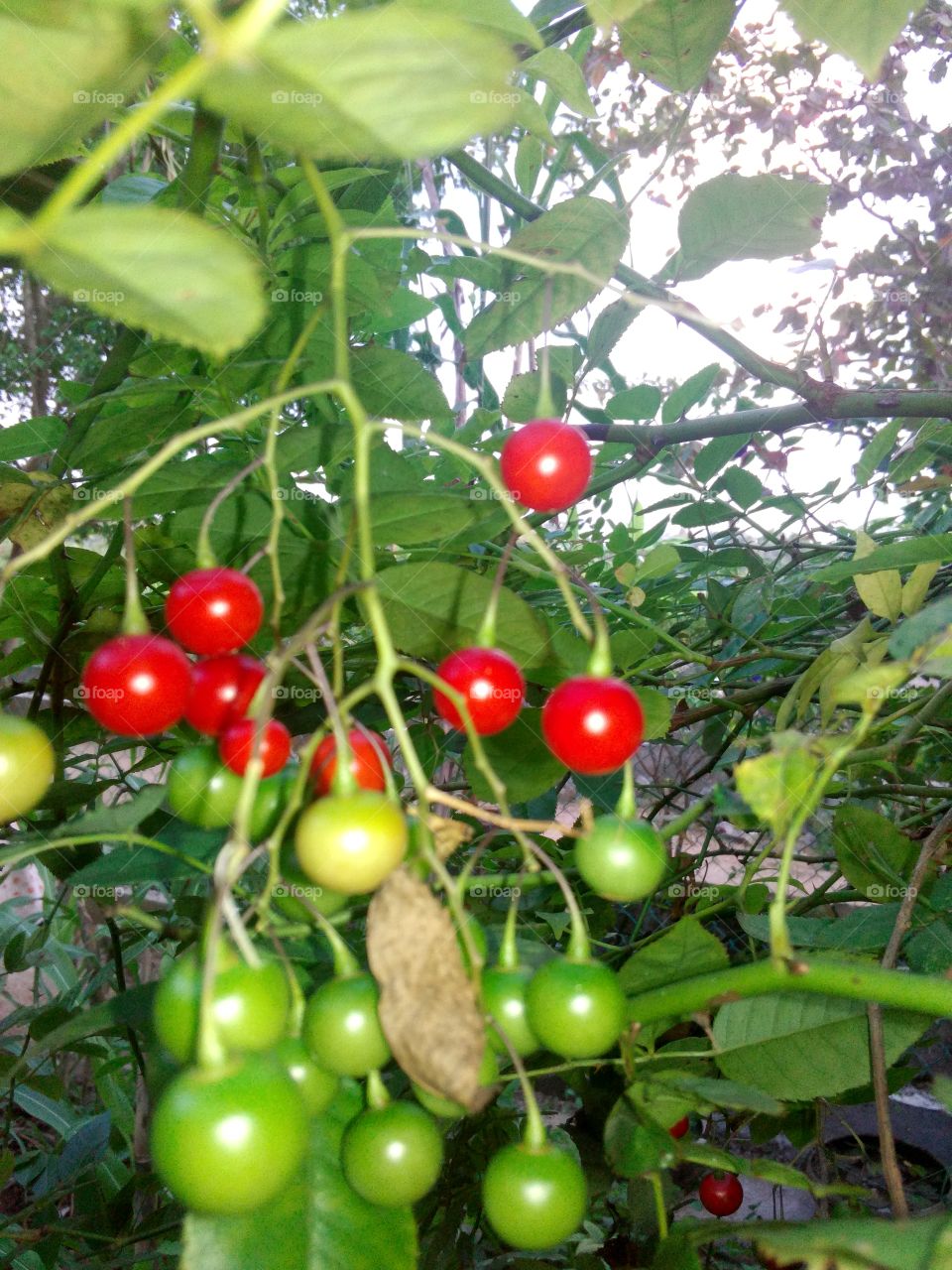 colourfull fruits hanging down